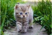 娱乐吃瓜小猫咪小说在线阅读,揭秘娱乐圈幕后风云